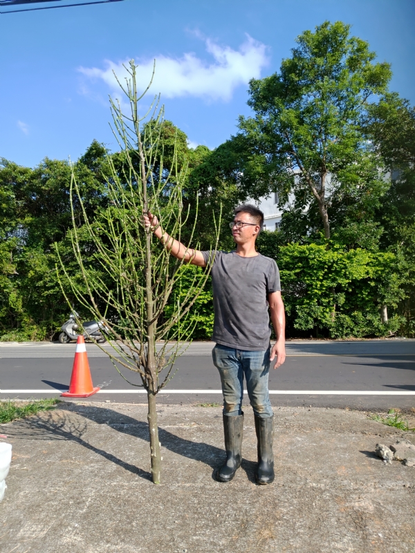 jeff的第二张照片--霞浦婚介网